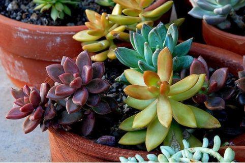 碰到这几种情况,多肉别浇水了!多浇一点就死翘翘