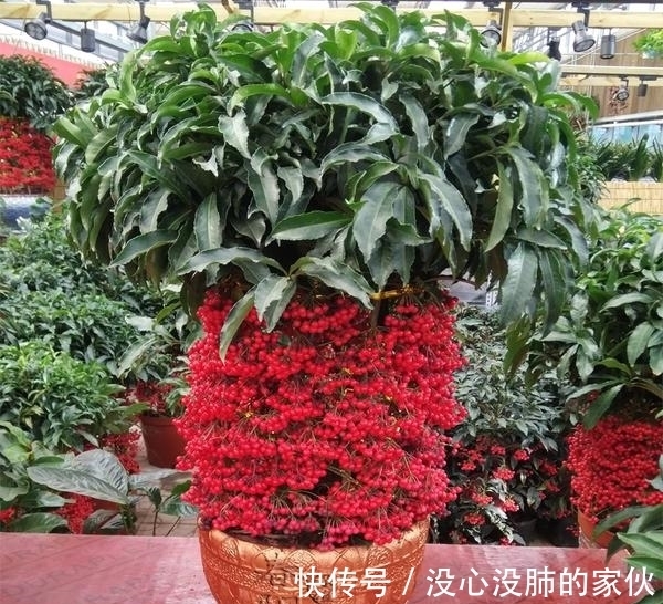 富贵籽的养护方法都在这里,不会的赶紧了