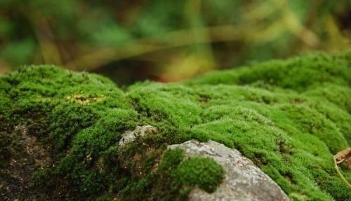 路边挖来的青苔,只需2个步骤,7天长成微景观,比买来的还漂亮