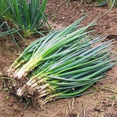 功效|小小一根葱,竟然有这么多功效!真是太神奇了~