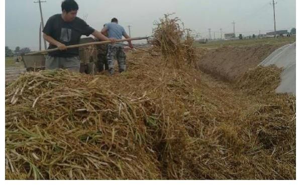 大蒜|大蒜秸秆该怎么处理?方法用对了,秸秆用处也很大!