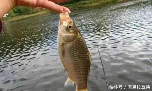 钓鱼大师:顿口是这么来的,下次知道该怎么调漂了吧