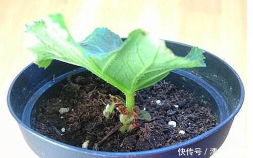 花儿|养丽格海棠，这4个“养护细节”别忽略，花苞多，一年四季开花！
