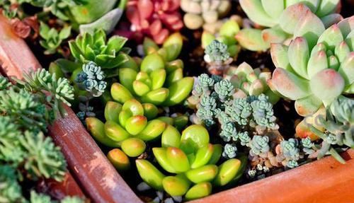  花市|花市七彩多肉真诱人！其实都是“染”出来的，别被骗了！