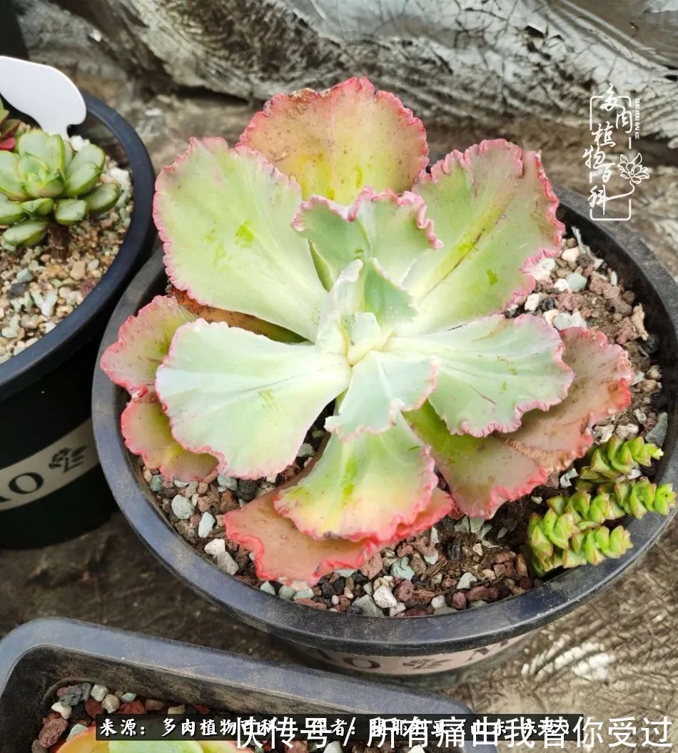 人如多肉，经阳光雨露历练后，亦会越挫越勇！