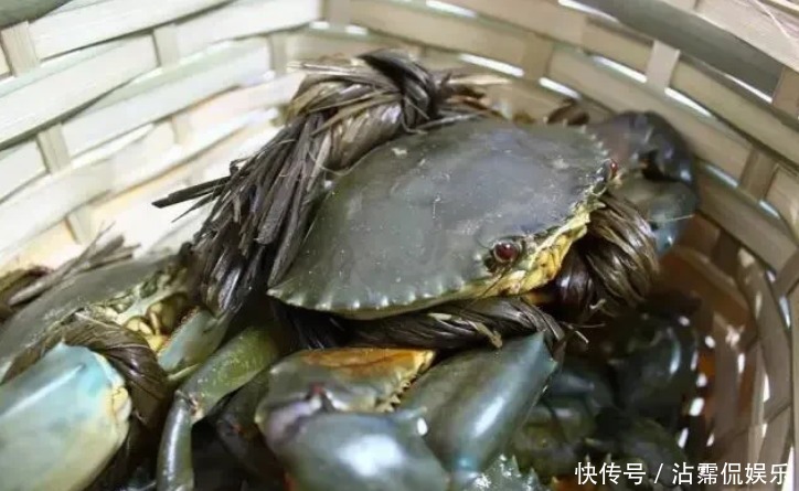 海蟹|开海后常见的海蟹种类有哪些哪种螃蟹最好吃