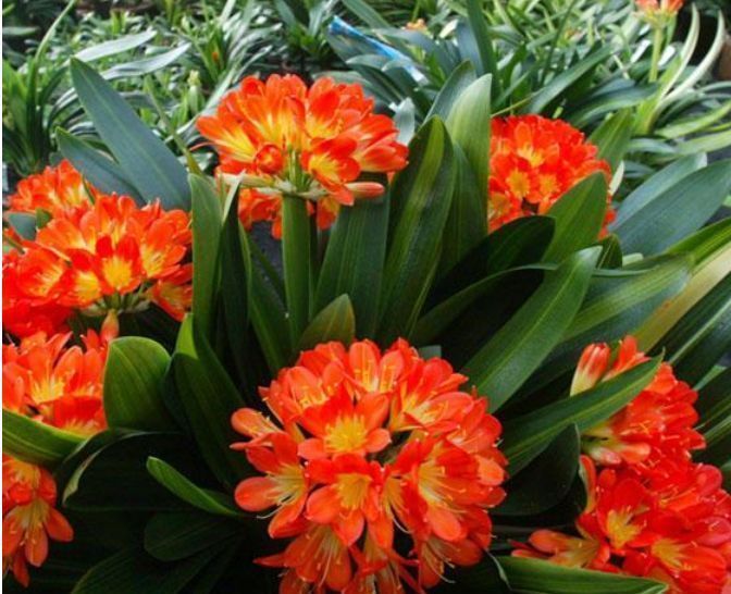 养君子兰“不要等”,盆里加“1物”,快速出箭开出“大花球”