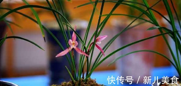 兰花总是烂根不开花，其实跟花盆有很大的关系，新手涨姿势了