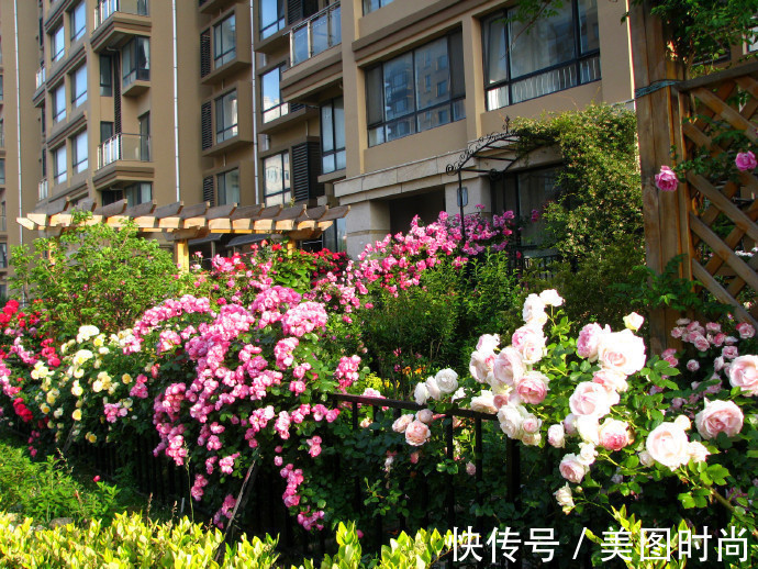 阳台上|为建花园,不顾反对买了一楼带院子,3年的亲手布置朋友都羡慕了