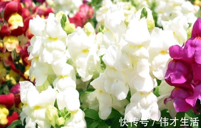 此花花瓣像是卖萌的小金鱼，花语是繁荣昌盛是一种吉祥的花卉