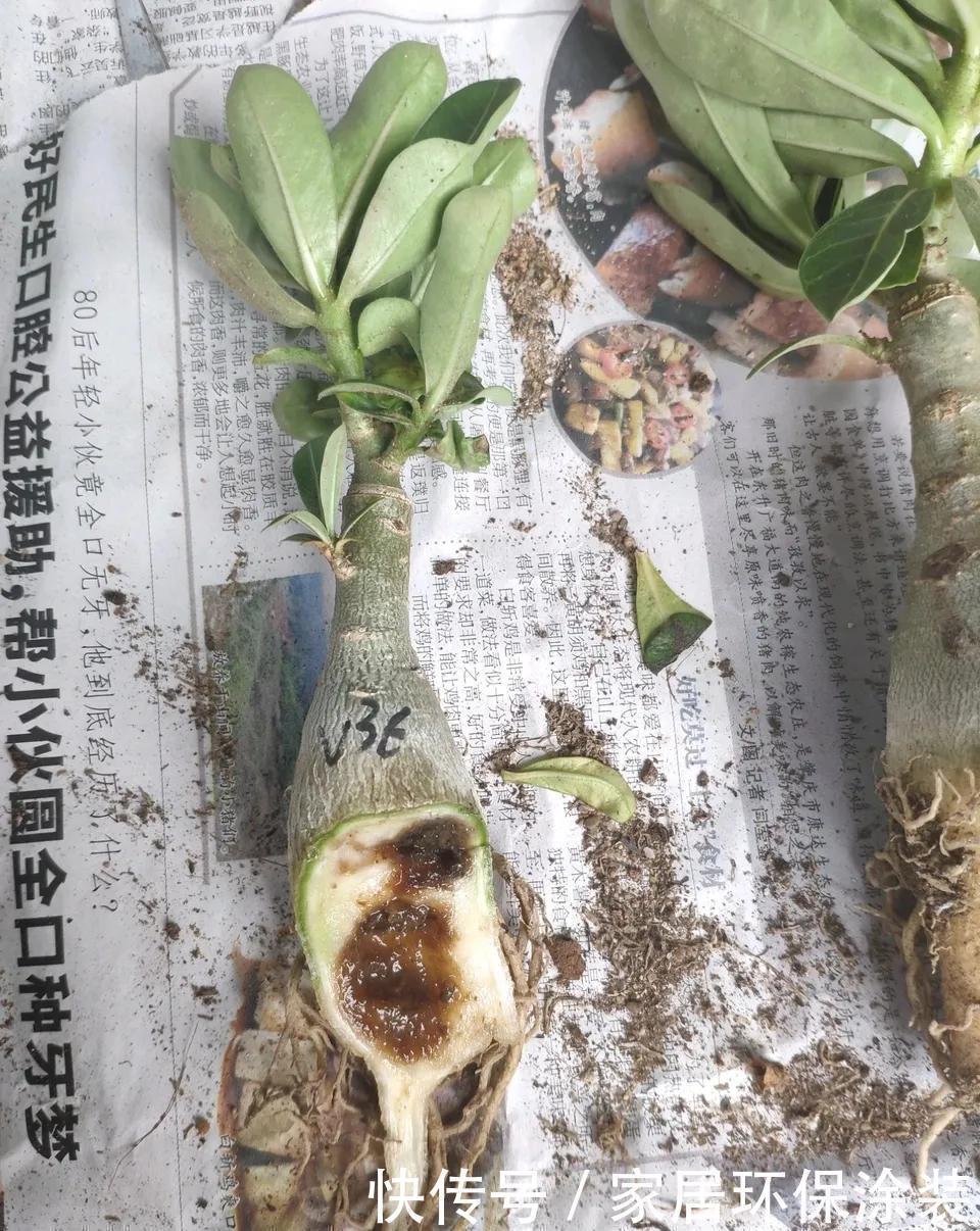 容易被水浇死的“6种花”,养不活都是由于手太勤