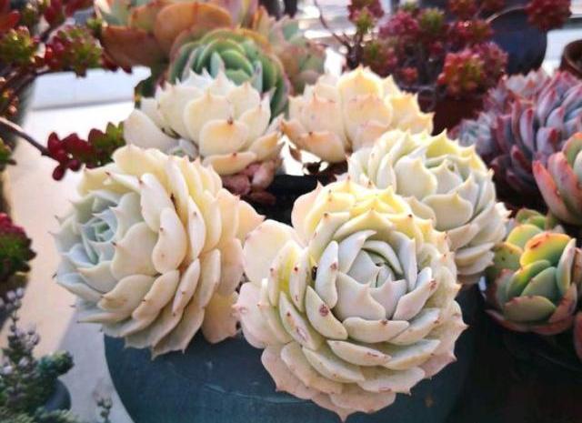 想让多肉出状态,从“2方面”下手,根壮叶肥,越长越美