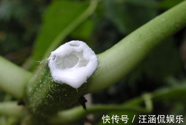 茎干|多肉“光棍树”,毒性与众不同,可远观不可亵玩