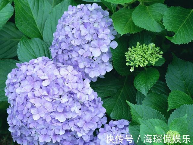 孕蕾期|绣球开花前的养护,做好孕蕾期的几个养护技巧,一颗能开十几朵