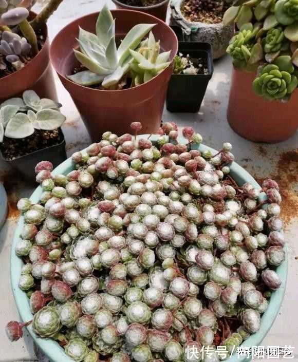 多肉|多肉养得越久越值钱,1块钱的长生草,3年时间,养到爆盆