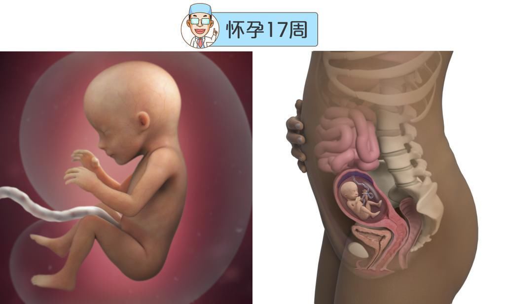 婴儿|最全的怀孕周期图鉴，感受从受精卵到婴儿的神奇变化！