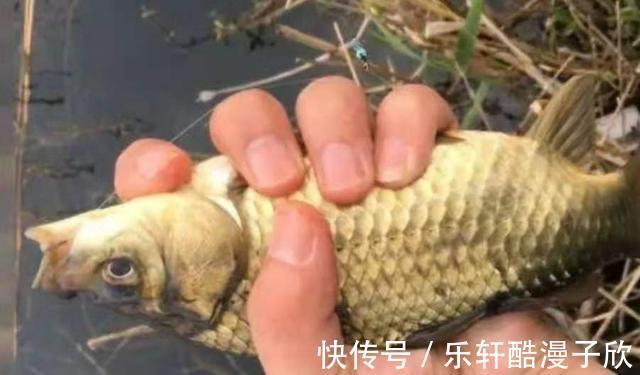钓饵|实话实说,鲫鱼再大再“狡猾”,一见这饵也认怂!试过的人都服了
