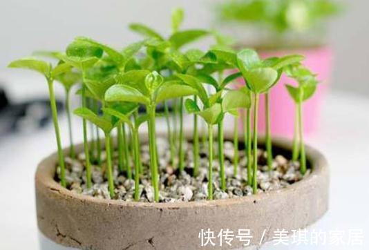 阳台上|柚子核是个宝,埋在花盆里,长成小树