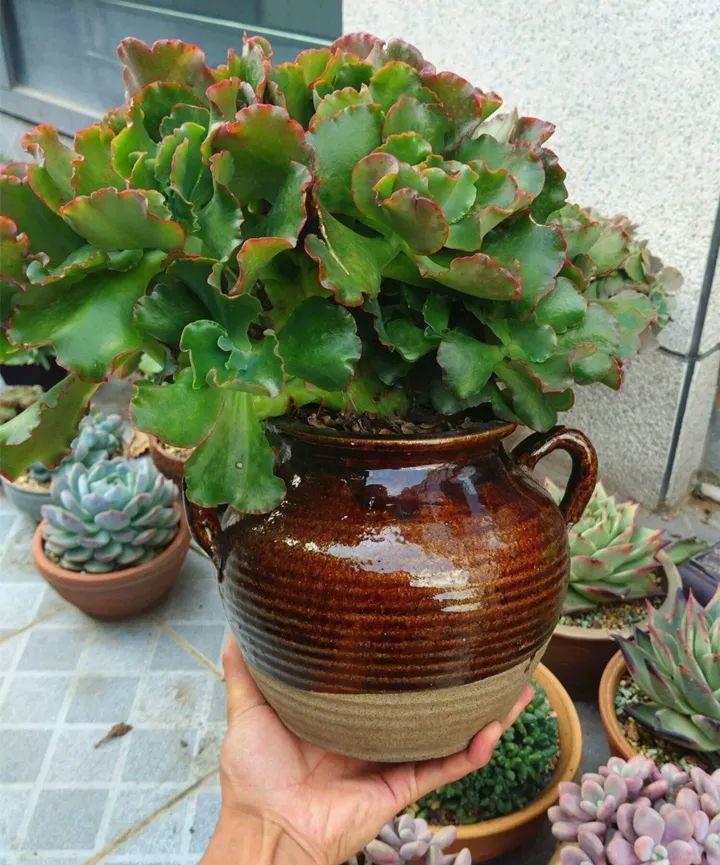 他用菜坛子种多肉,1分不花,呼呼长成“大米饭”!