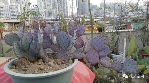 这6种花,浇水越多死的越快,千万管住手,少浇水长得旺