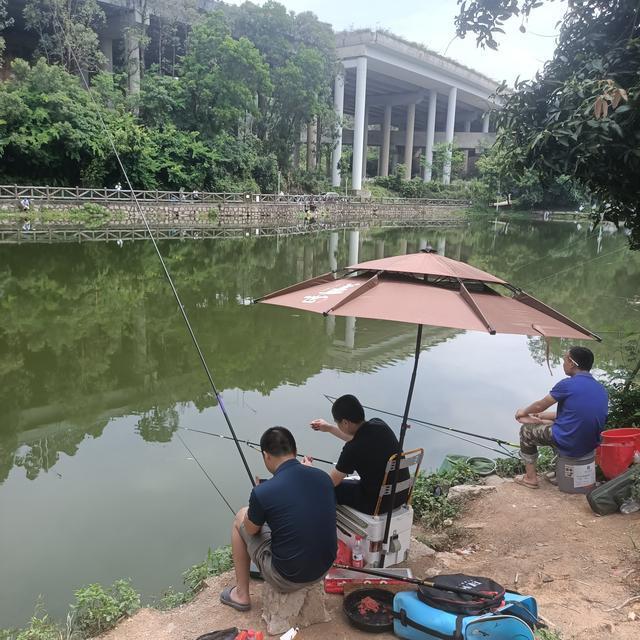下图|深圳终于找到一个免费钓鱼的水库了,今晚的伙食有着落了