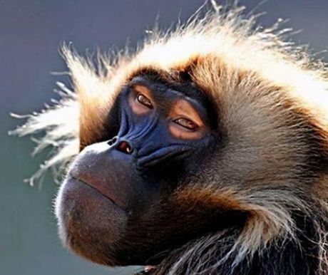 狒狒|36年前,美国医生将狒狒的心脏移植给一名婴儿,成功救助后来如何