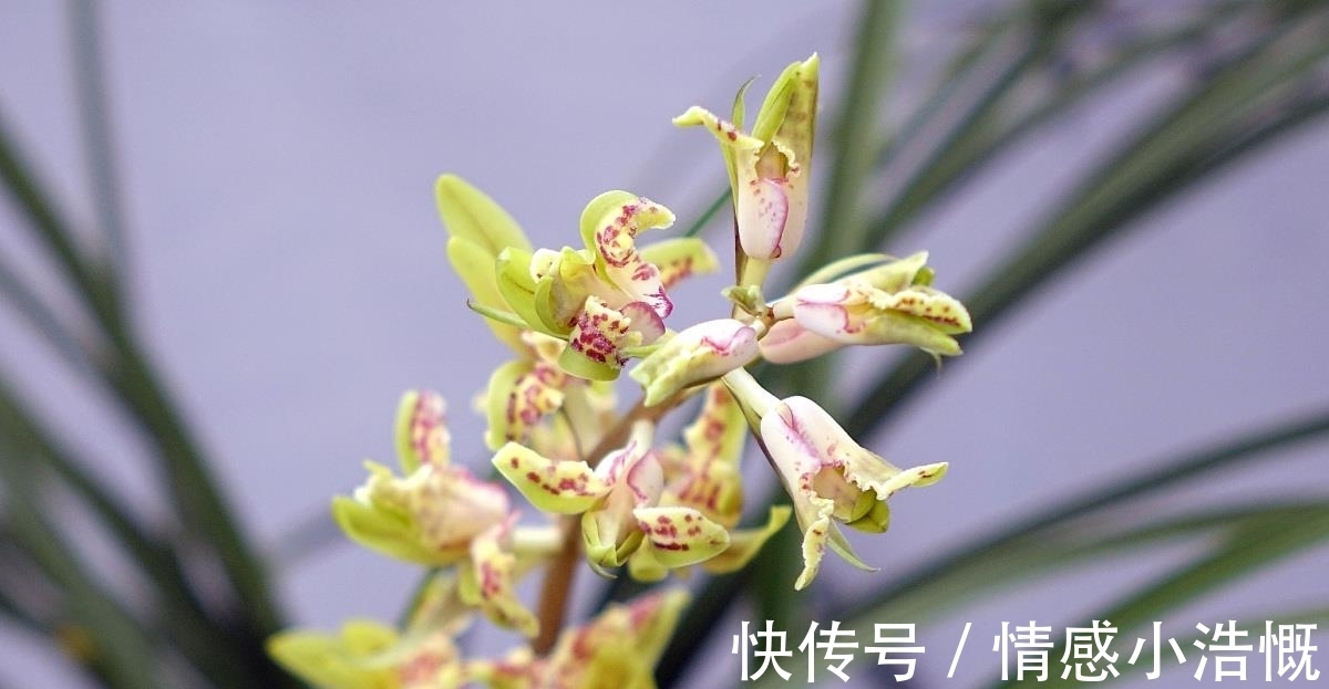 绮秀&兰:淡雅清香远,芉袅意态仙