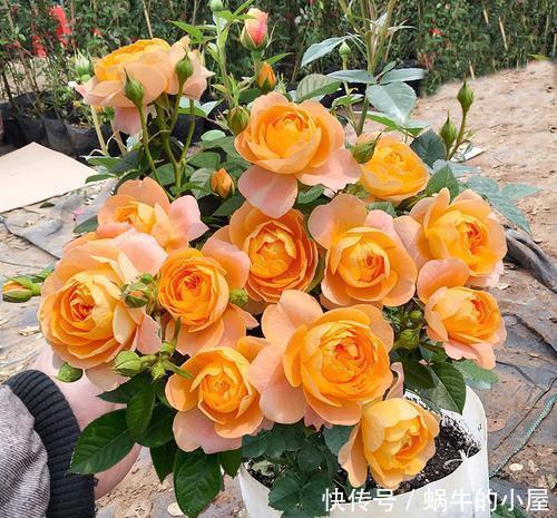 贵州|贵州大妈别的花不爱,就喜欢养月季,院子里养了4种,都是精品