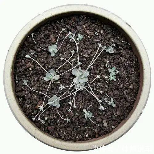 外出1个月没人管,回家发现多肉反而爆了盆,太强悍!