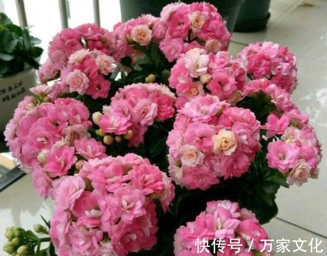 长寿花养一年就扔太可惜了,按此方法养,养成老桩,开花才漂亮