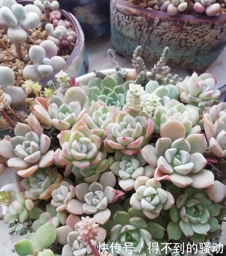 养多肉的心情说不清,都在照片里了