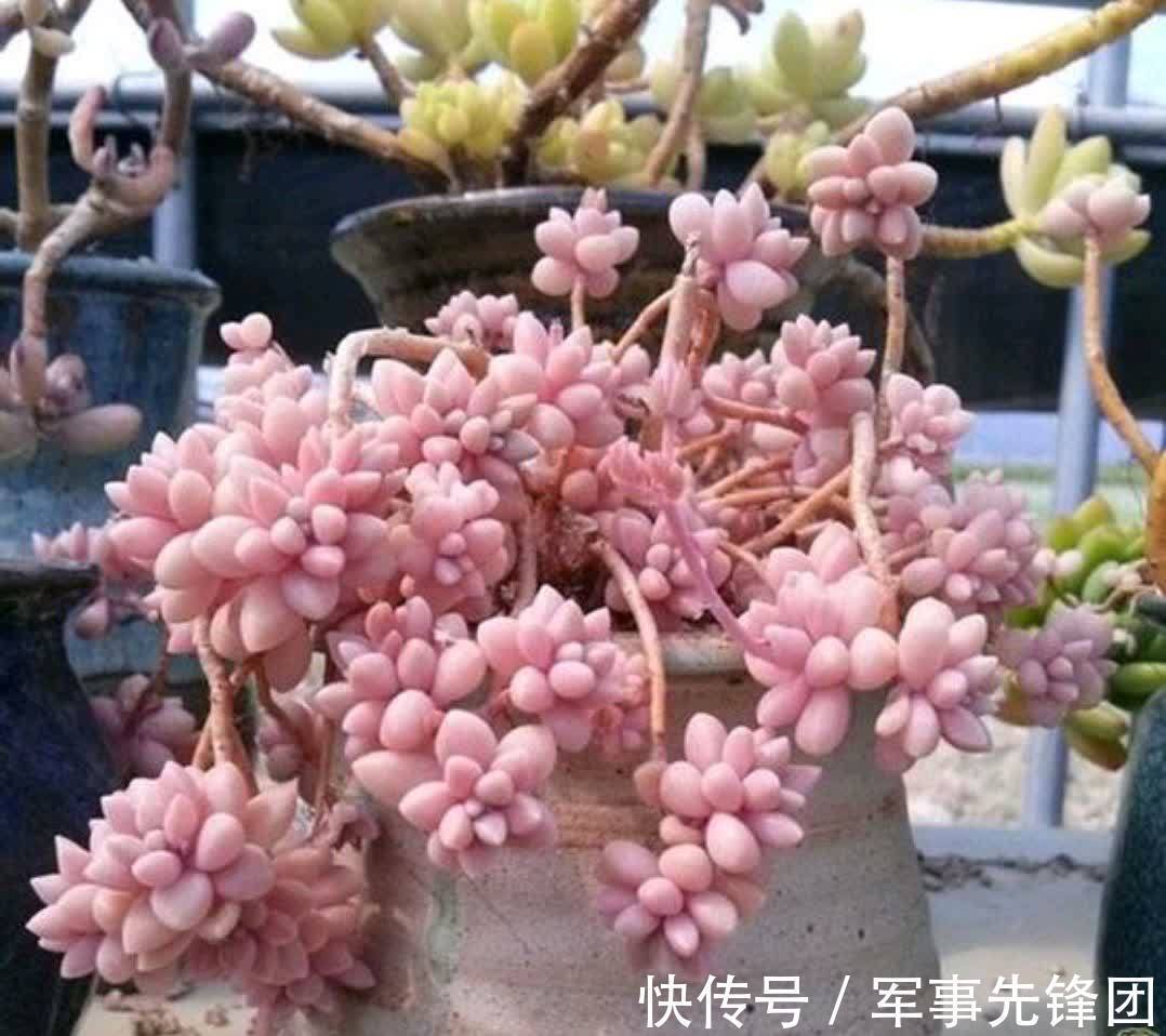 喜欢粉色胖美人,就养这6种,个个都可以惊艳到你