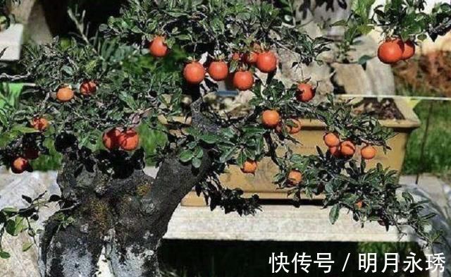 阳台上|过年就养“镇宅树”,6年后成为“盆景树”,比松柏值钱,寓意好