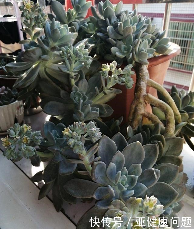 多肉徒长的“3个秘密”,这3点“不要做”,不徒长,不摊大饼!
