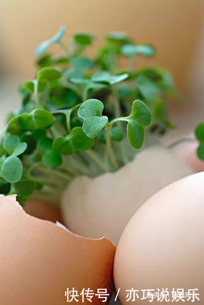 她用废弃的蛋壳“孵出”美丽的多肉植物,实在太迷你可爱了!