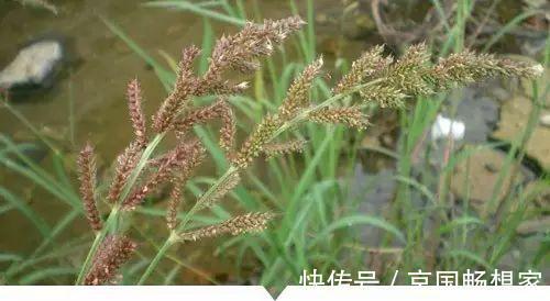 熟地黄|小时候常见却叫不出名字的植物,太全了