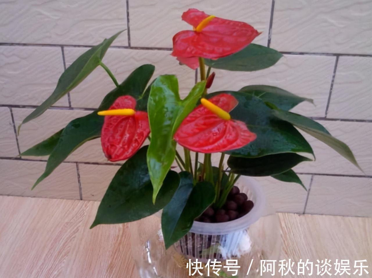 农历九月十八霜降后,养什么花?家里养3种花,前程似锦财运亨通