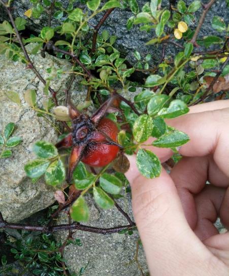 榨成|乡下踏秋,发现一“黄刺果”,以往只有穷人吃,如今榨成汁后红了