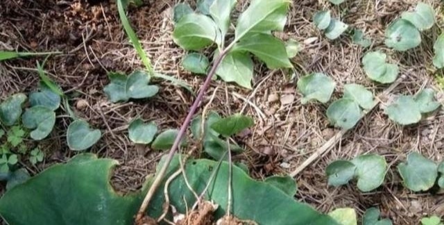 铁皮石斛|野外碰到就挖出来药草专家表示如今价格珍贵,740元一公斤