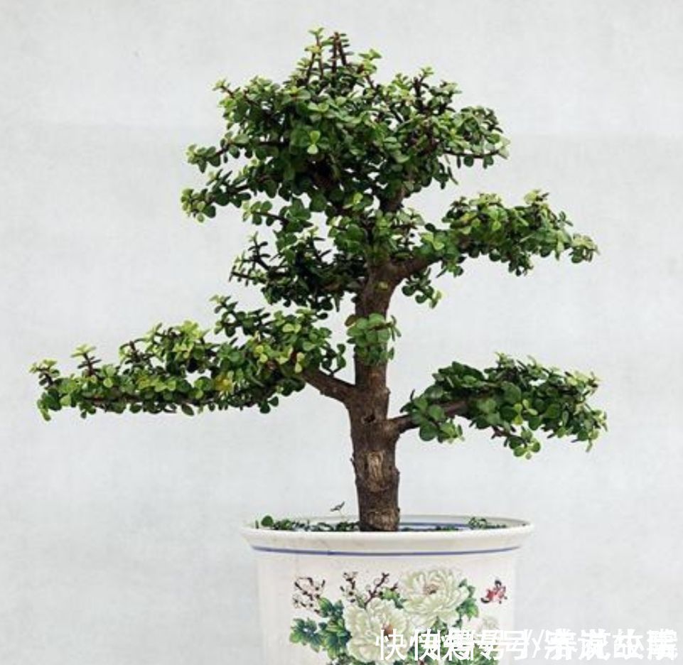 植株|金枝玉叶,养成造型优美的盆景,需要做好几个关键事项