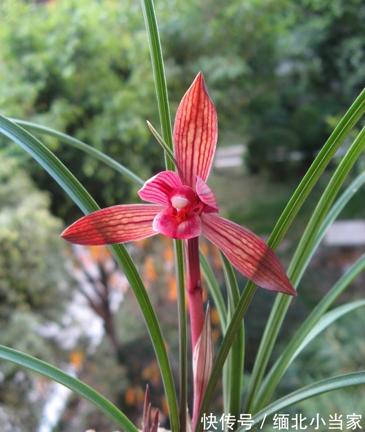 花色|别养月季了!此兰是“香花之王”,又美又仙,火了20余年