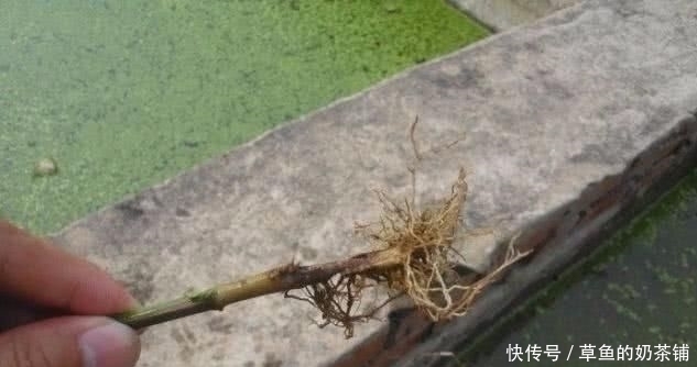 妙用|摘完辣椒,辣椒根千万别扔!有“妙用”,家家户户用得着,还省钱