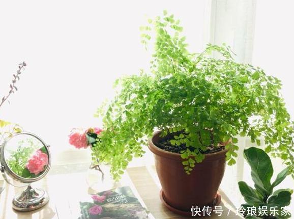 养花浇水是技术活盆栽远离5种水,植物伤亡少、花友不走弯路