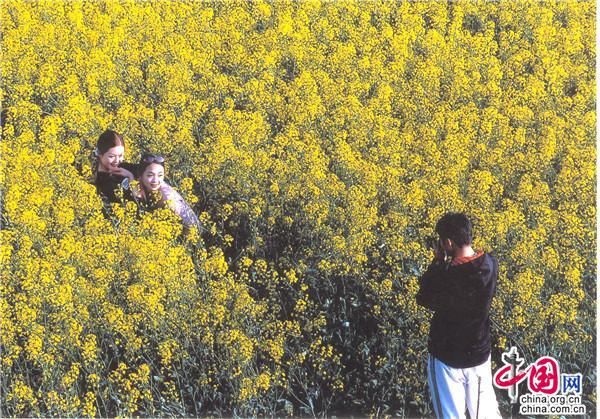 古剑|云南罗平：百万亩油菜花绽放 春节赏花正当时