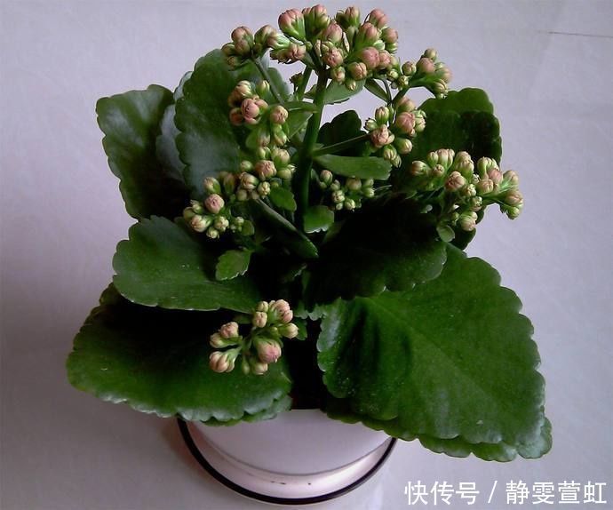 长寿花夏天进入休眠期,怎么养,让它下次开花更多更好