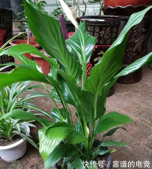 用啤酒浇花,家里的花疯长