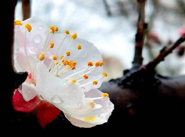 普降春雨正当时 滋润杏花花更美