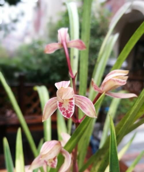  兰花|四季兰铭品“八宝奇珍”，花色鲜艳，叶艺完美，花开时满室飘香味