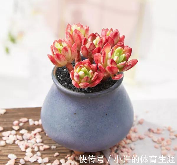 养多肉就选红稚莲,一年到头红艳艳,凭实力夺得首魁,你喜欢吗