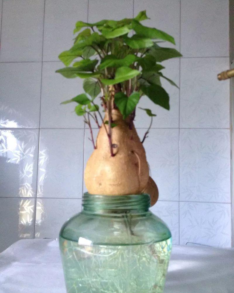 家里的有些东西,扔水里就是一盆郁郁葱葱小盆栽